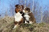 BERGER AUSTRALIEN - ADULT & PUPPY 042